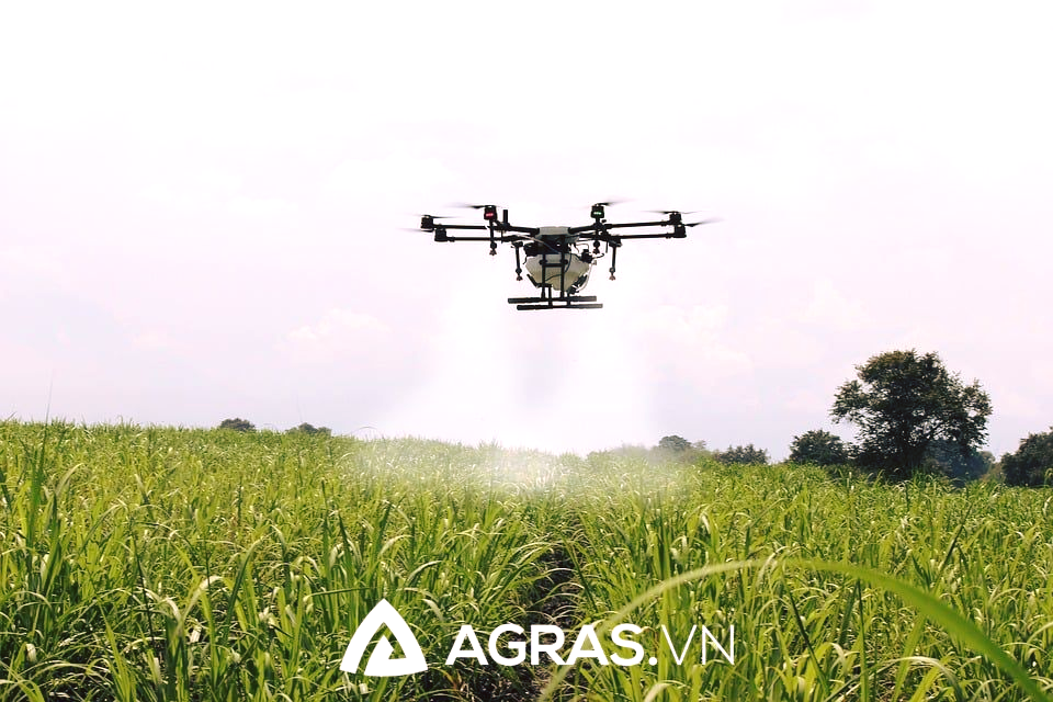 Drones đang phun thuốc cho cánh đồng